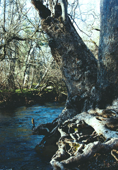 tree by water
